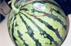 邹城网红吃瓜,揭秘背后真相与网络舆论风暴